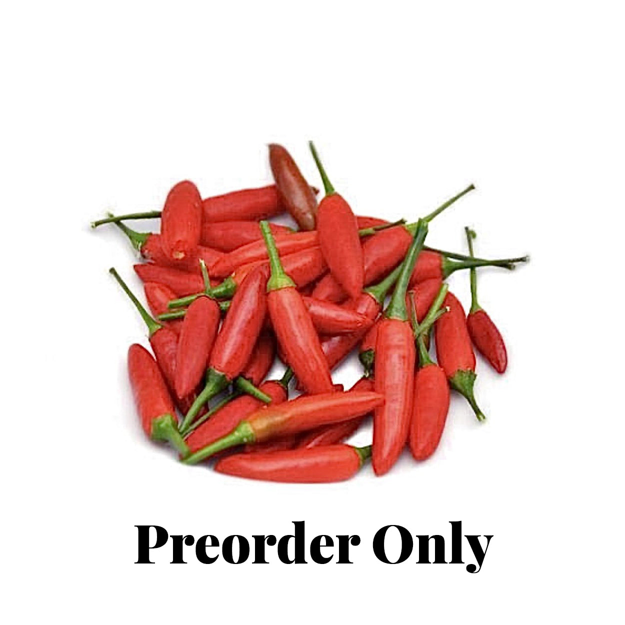 Chilli - Birds Eye - 20g punnet