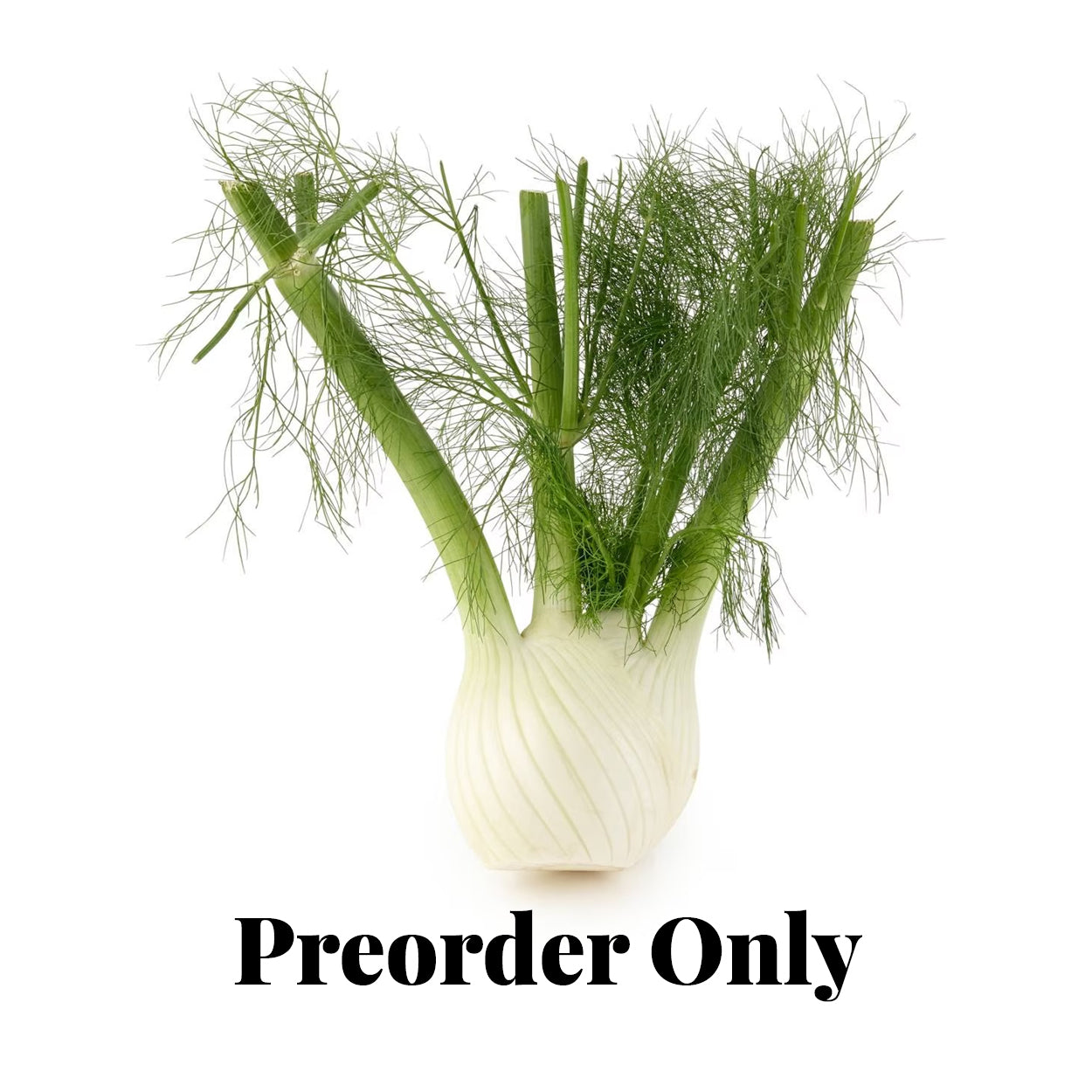 Fennel - each - seasonal (Apr-Oct)