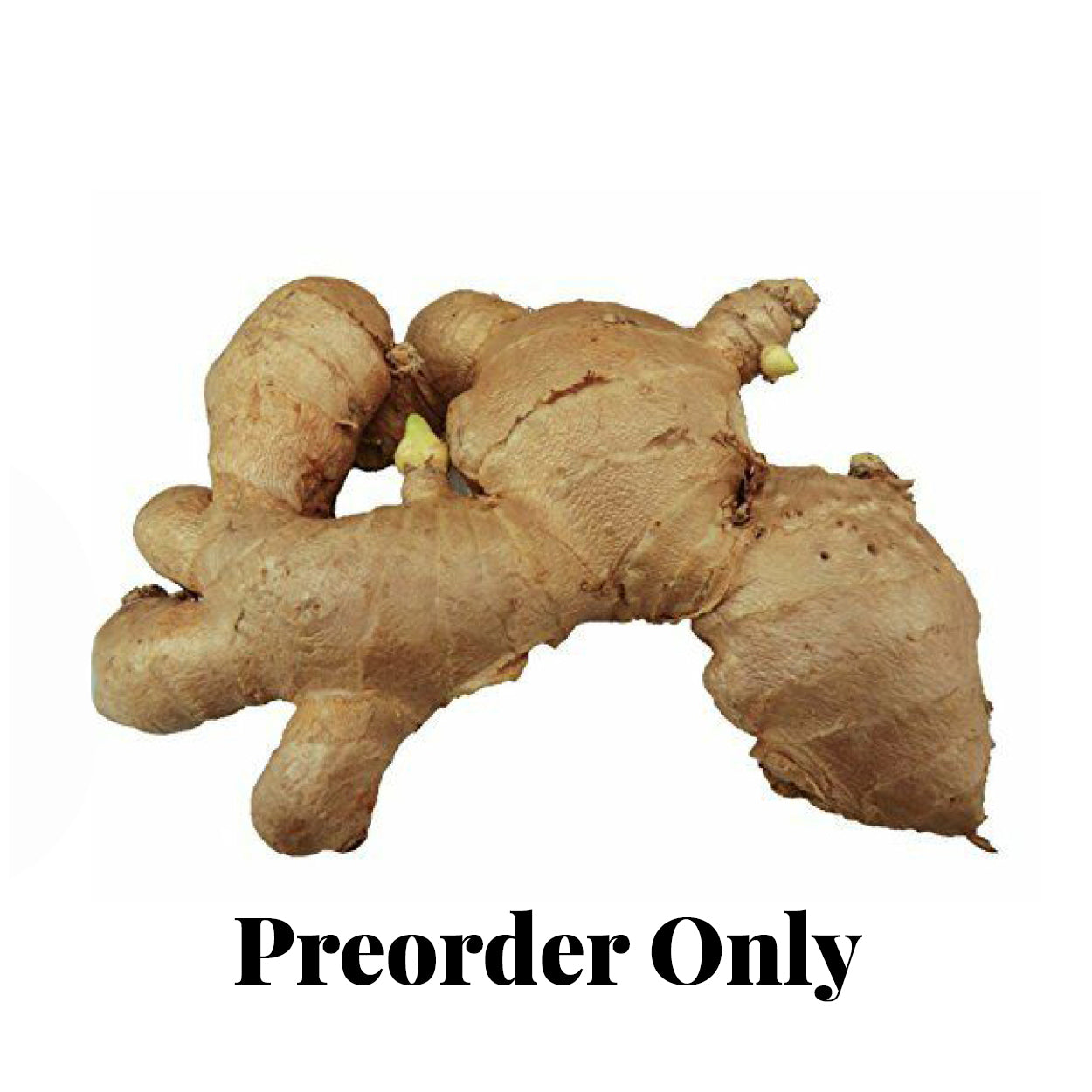 Ginger - Fresh