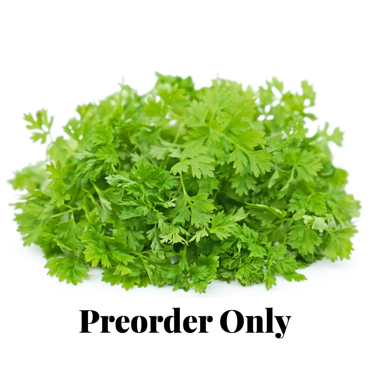 Micro Herbs - Chervil