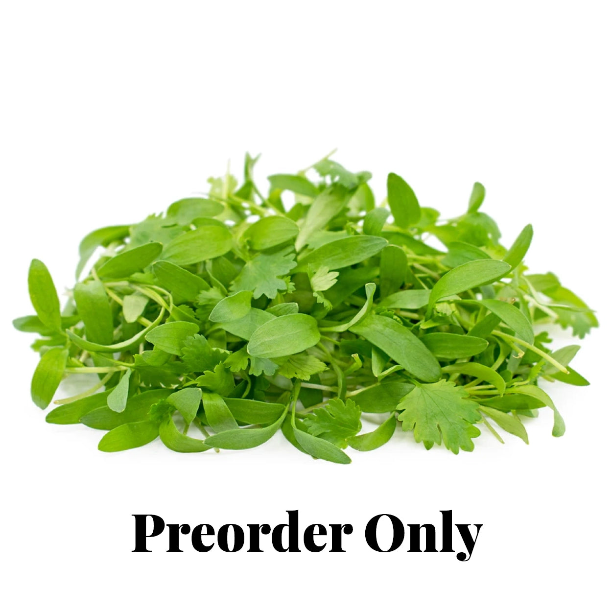 Micro Herbs - Coriander