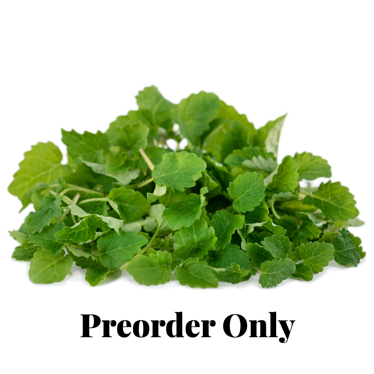 Micro Herbs - Lemon Balm