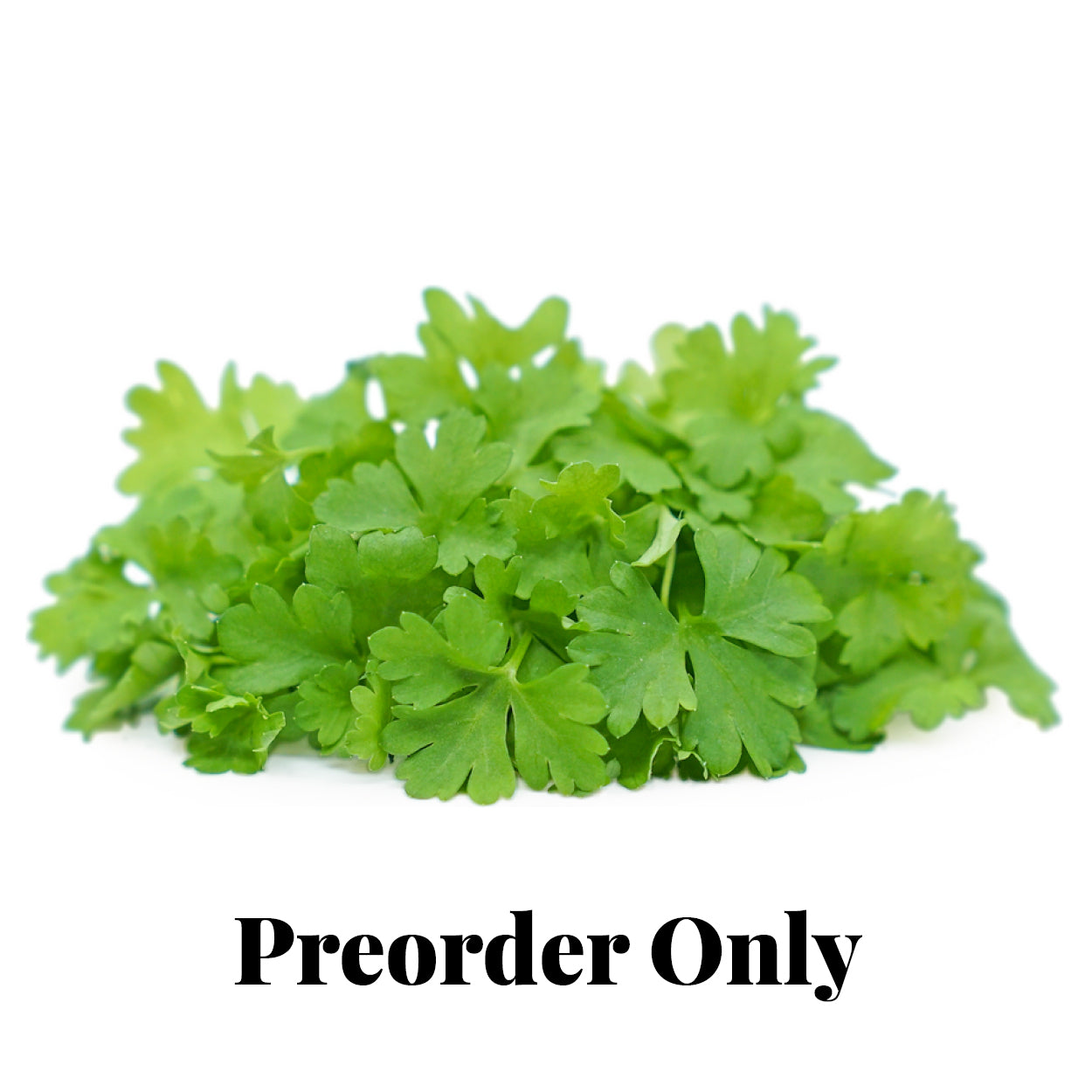 Micro Herbs - Parsley