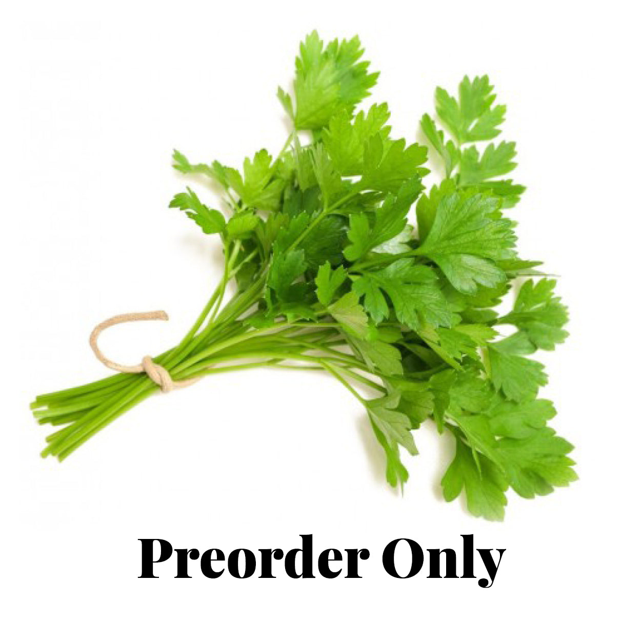 Parsley Continental (Flat Leaf) - bunch