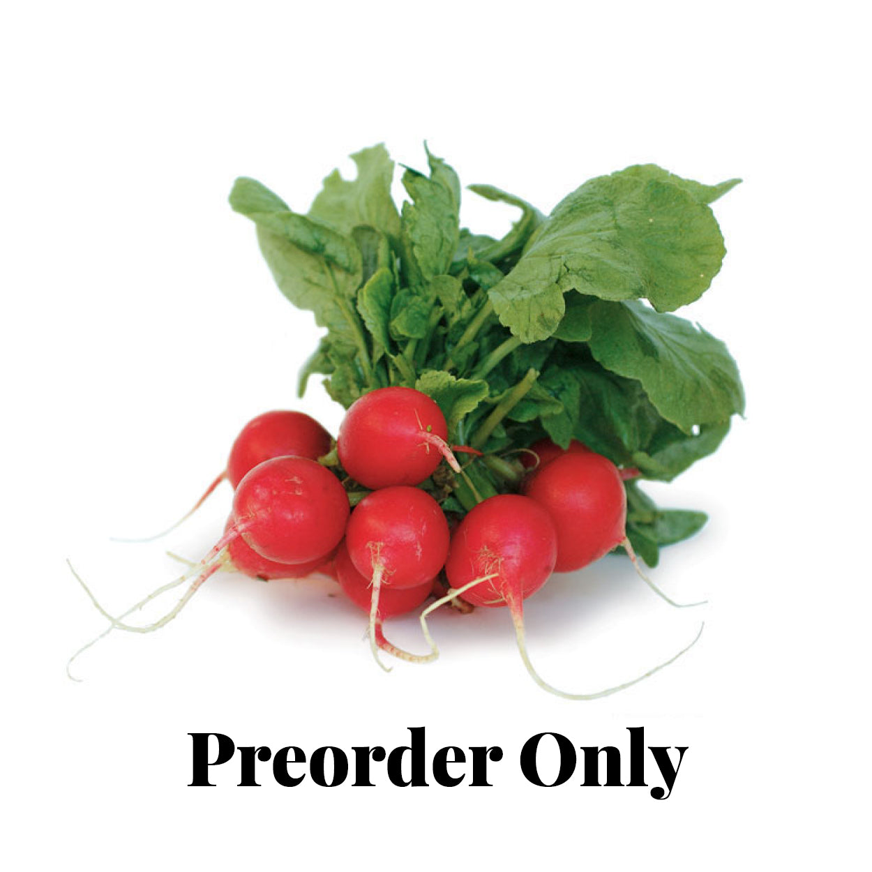 Radish - bunch - seasonal (Dec-Feb)