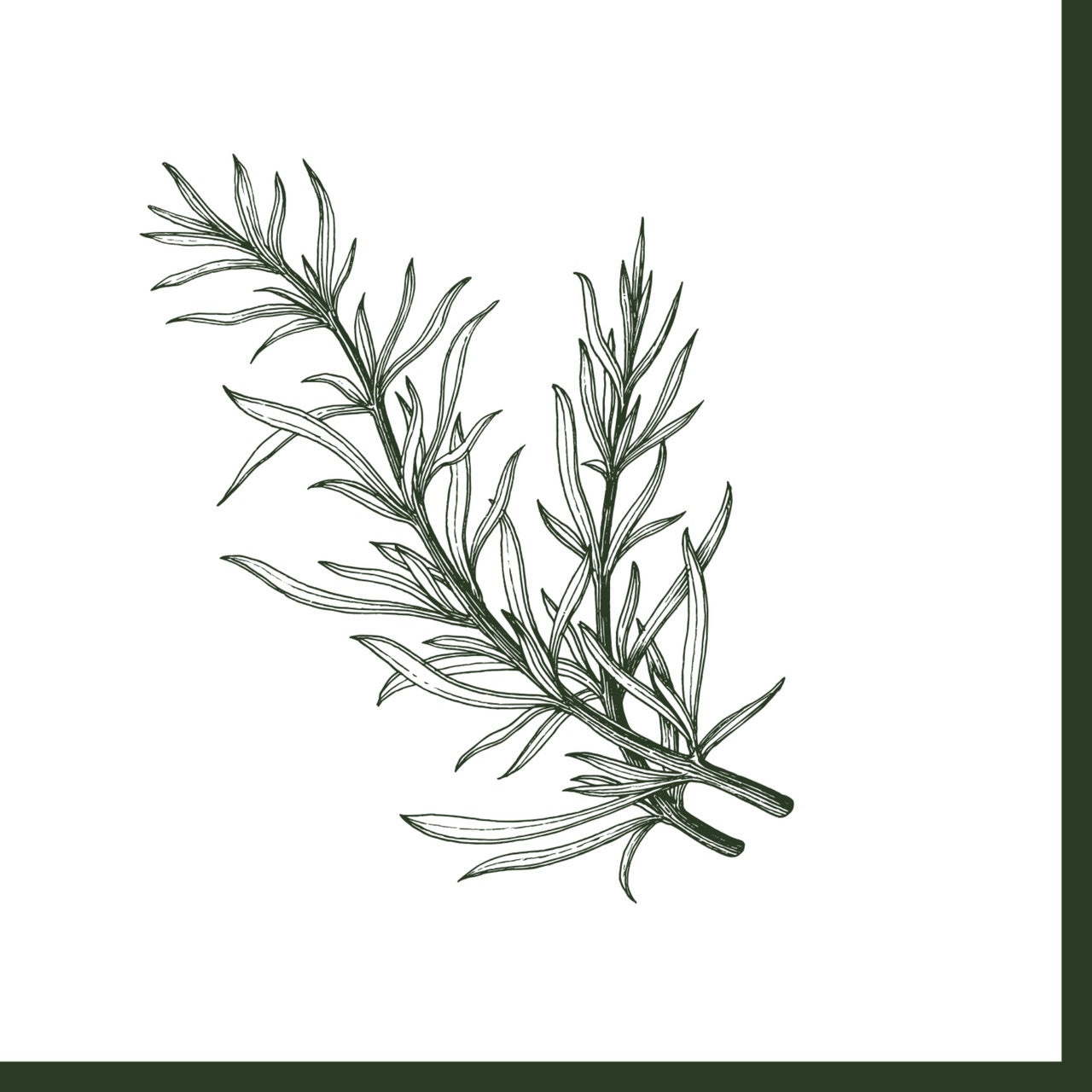 B&Y Cocktail Napkin - Rosemary