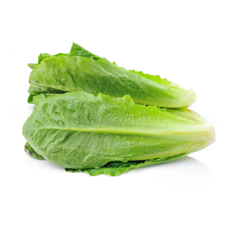 Lettuce Baby Cos